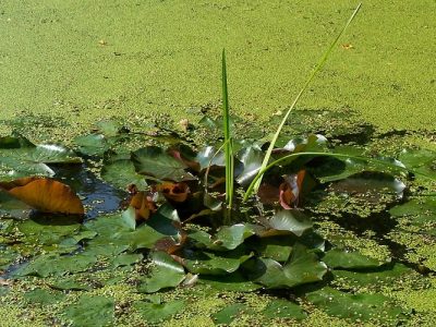 Duckweed Removal