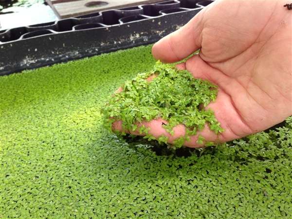 How To Get Rid Of Duckweed Naturally WoahTech