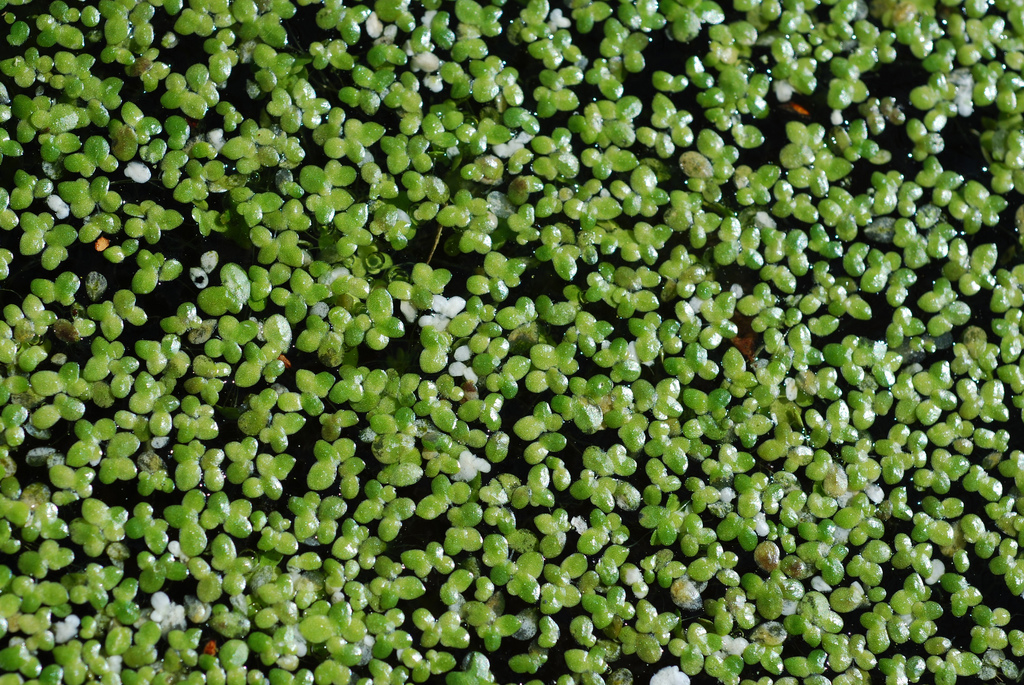 Manual Removal of Duckweed
