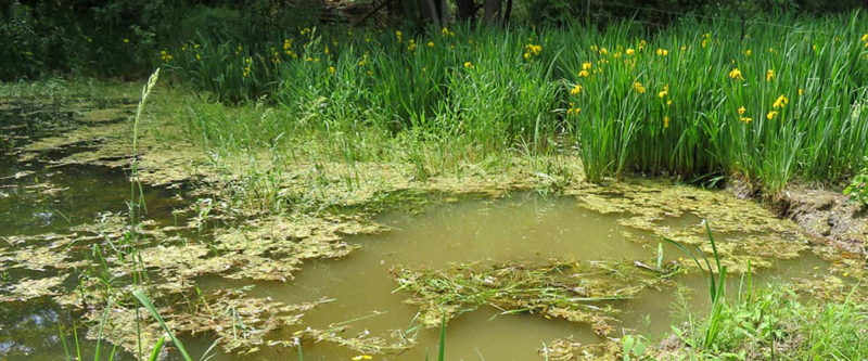 Submerged Pond Weeds